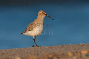 Foto di Piovanello pancianera (Calidris alpina)