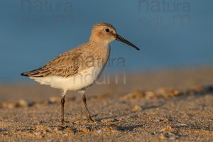 Photos of Dunlin (Calidris alpina)