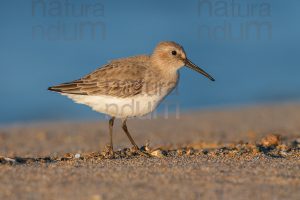 Foto di Piovanello pancianera (Calidris alpina)