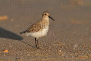 Foto di Piovanello pancianera (Calidris alpina)