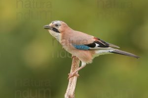 Foto di Ghiandaia comune (Garrulus glandarius)