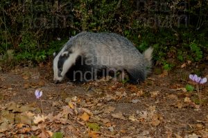 Photos of European badger (Meles meles)