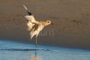 Foto di Pivieressa (Pluvialis squatarola)