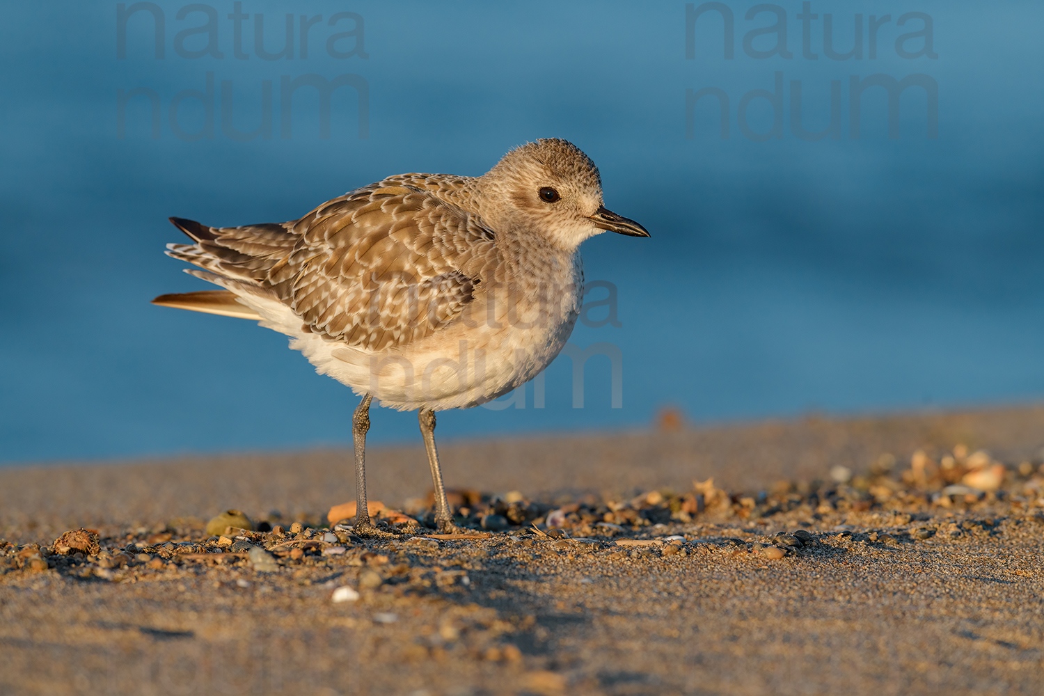 Foto di Pivieressa (Pluvialis squatarola)