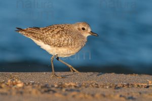 Foto di Pivieressa (Pluvialis squatarola)