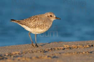 Foto di Pivieressa (Pluvialis squatarola)