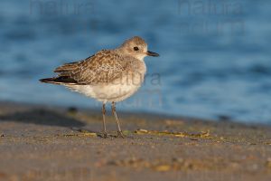 Foto di Pivieressa (Pluvialis squatarola)