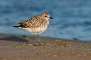 Foto di Pivieressa (Pluvialis squatarola)