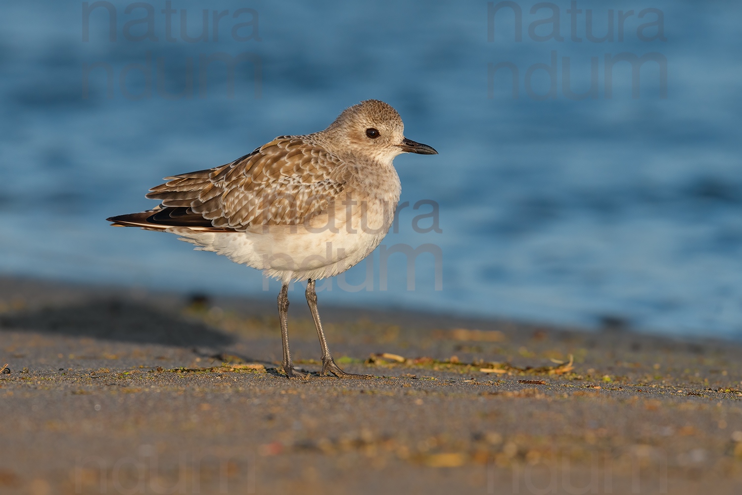 Photos of Grey Plover (Pluvialis squatarola)