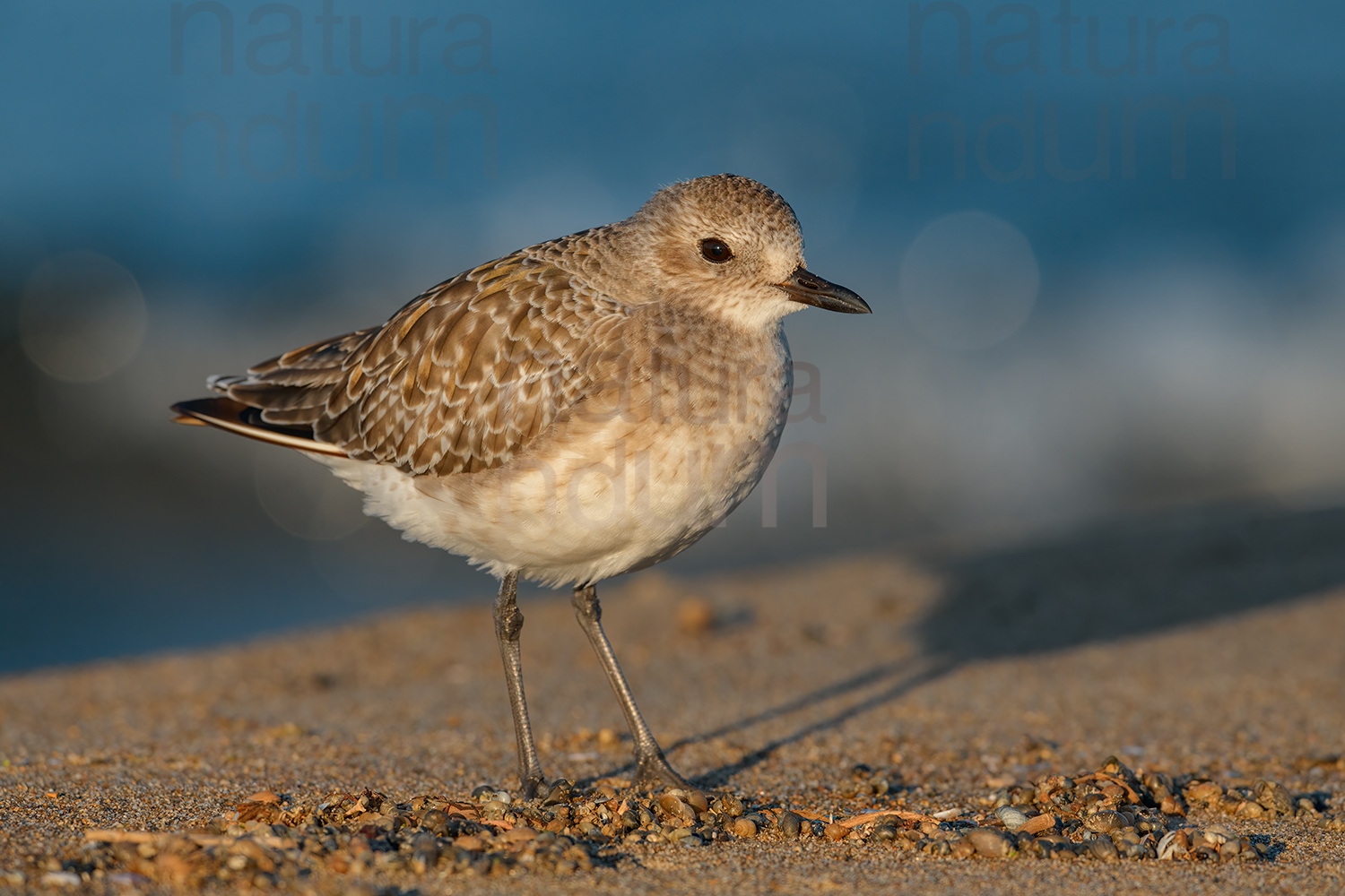 Foto di Pivieressa (Pluvialis squatarola)