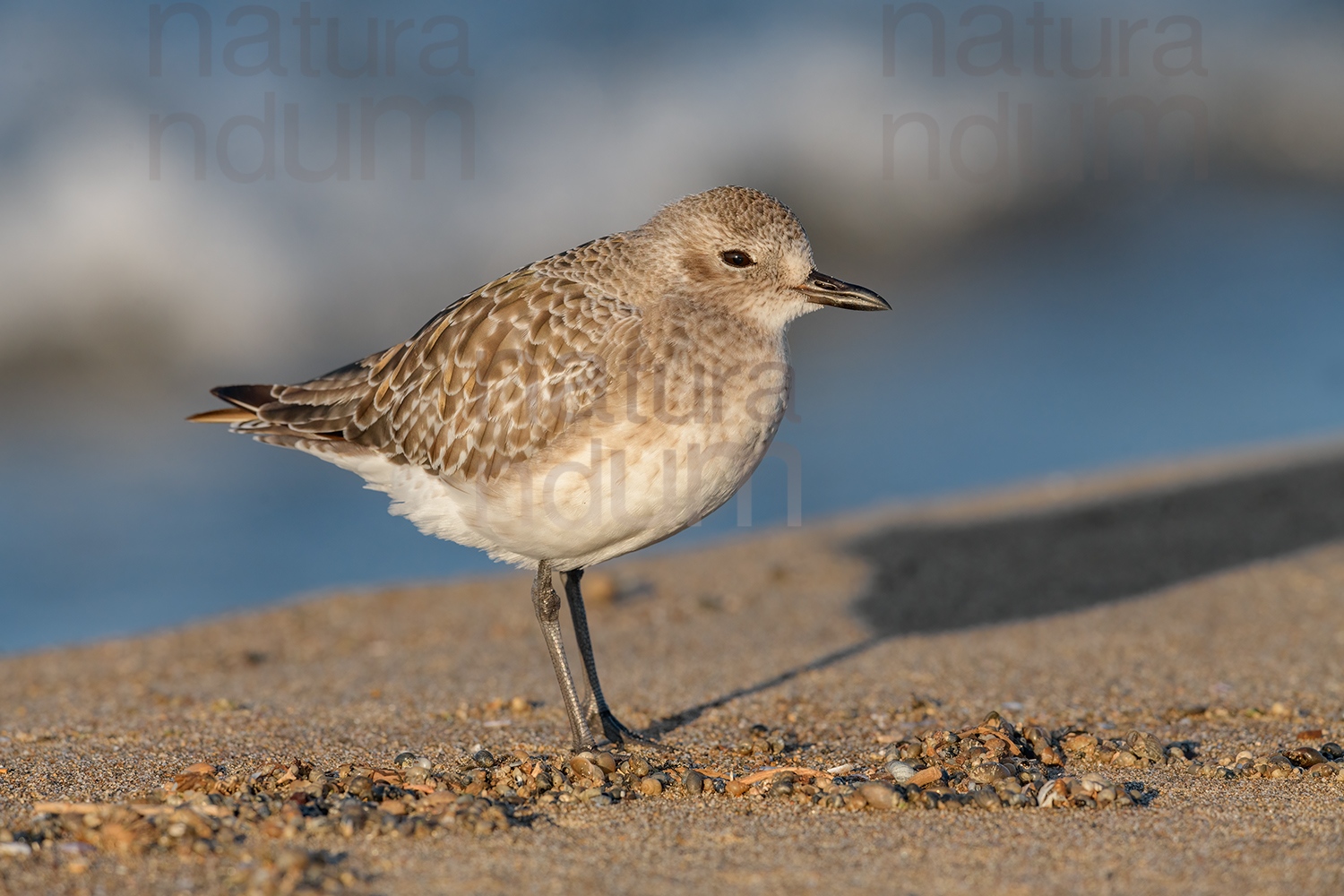 Foto di Pivieressa (Pluvialis squatarola)