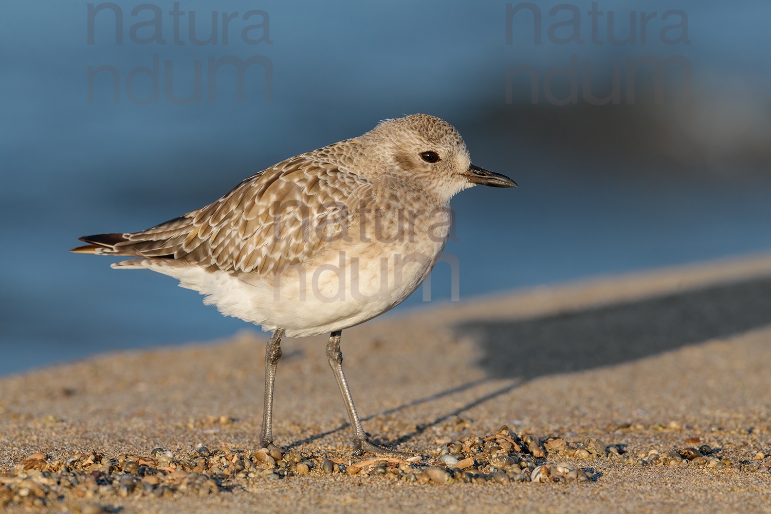 Foto di Pivieressa (Pluvialis squatarola)