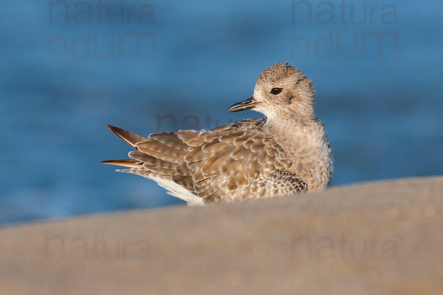 Photos of Grey Plover (Pluvialis squatarola)