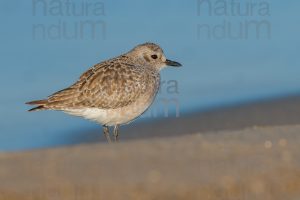 Foto di Pivieressa (Pluvialis squatarola)