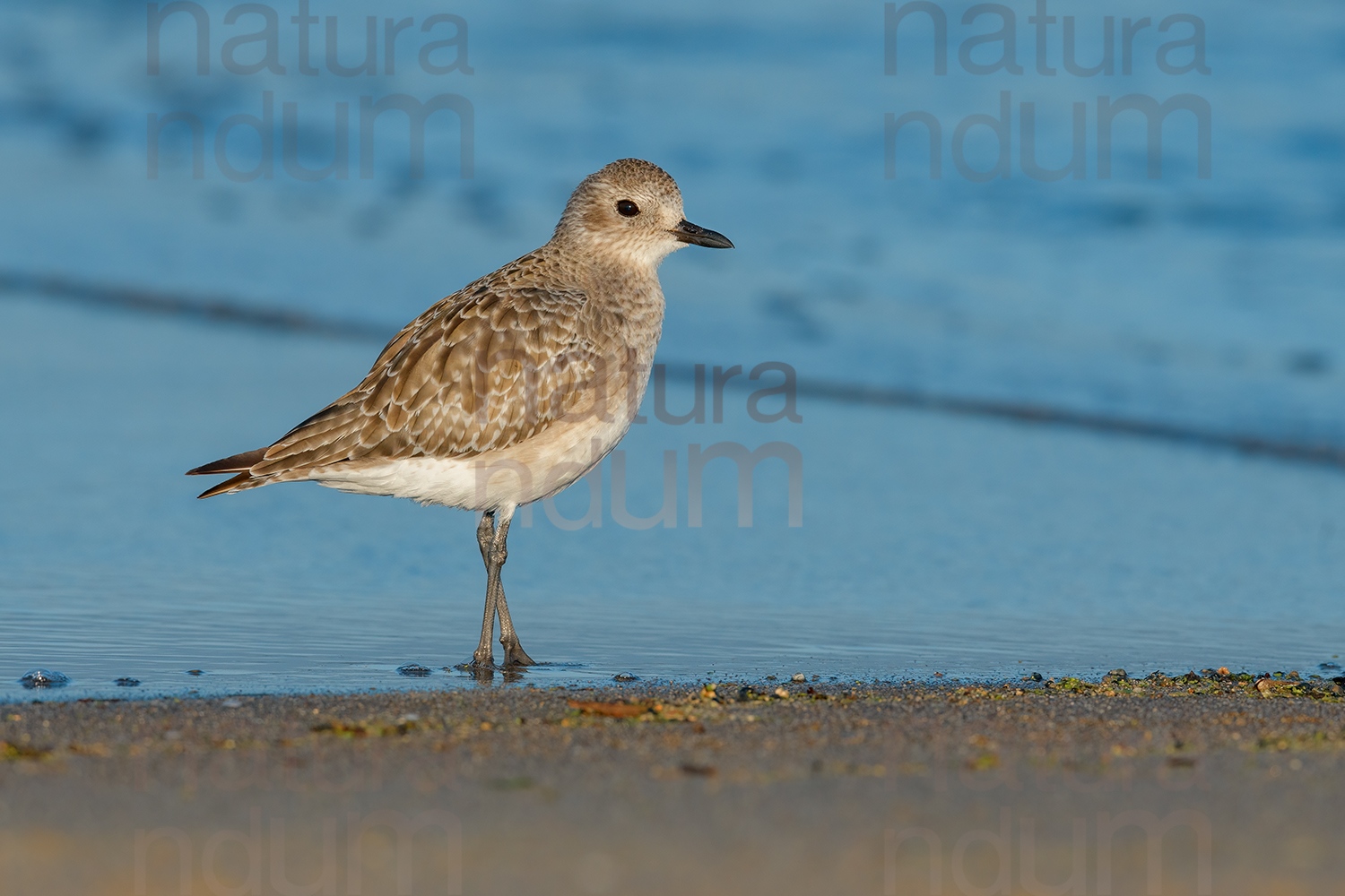 Foto di Pivieressa (Pluvialis squatarola)