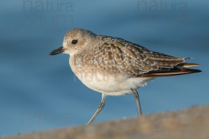 Foto di Pivieressa (Pluvialis squatarola)