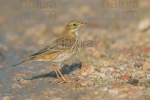 Foto di Pispola (Anthus pratensis)
