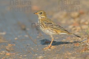 Photos of Meadow Pipit (Anthus pratensis)
