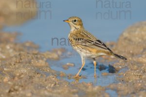 Photos of Meadow Pipit (Anthus pratensis)