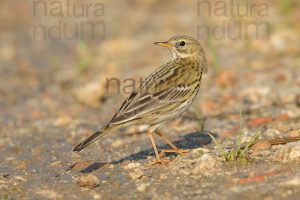 Foto di Pispola (Anthus pratensis)