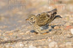 Photos of Meadow Pipit (Anthus pratensis)