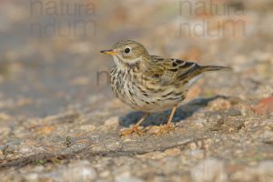 Photos of Meadow Pipit (Anthus pratensis)