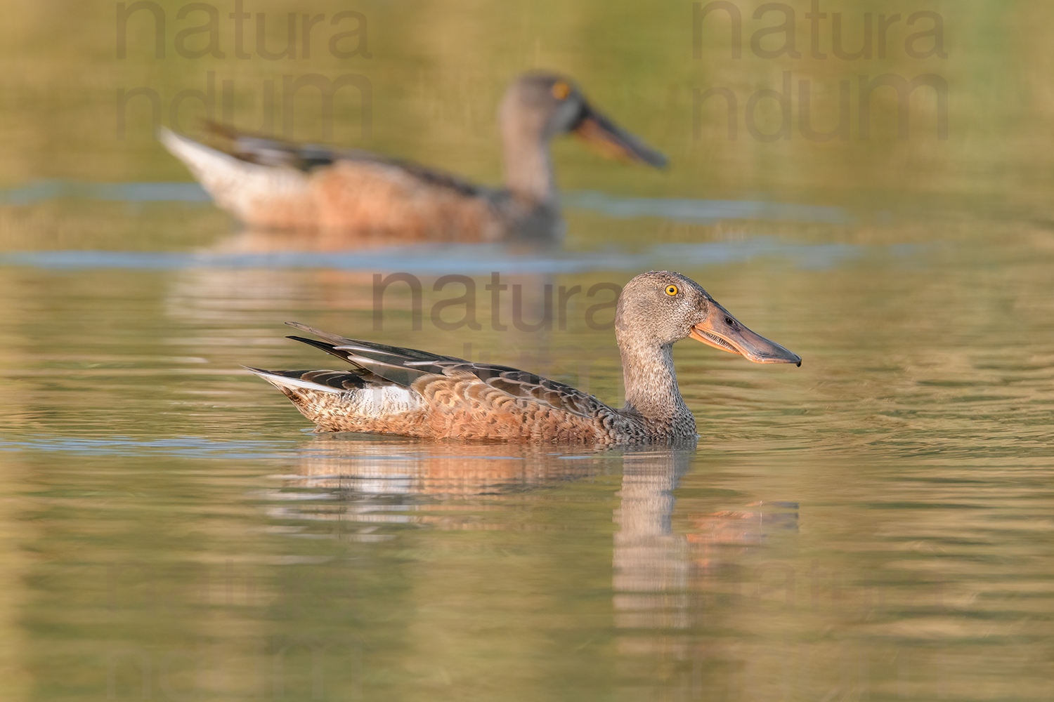 Photos of Northern Shoveler (Spatula clypeata)