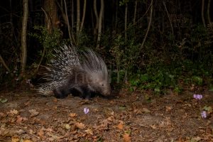 Foto di Istrice (Hystrix cristata)