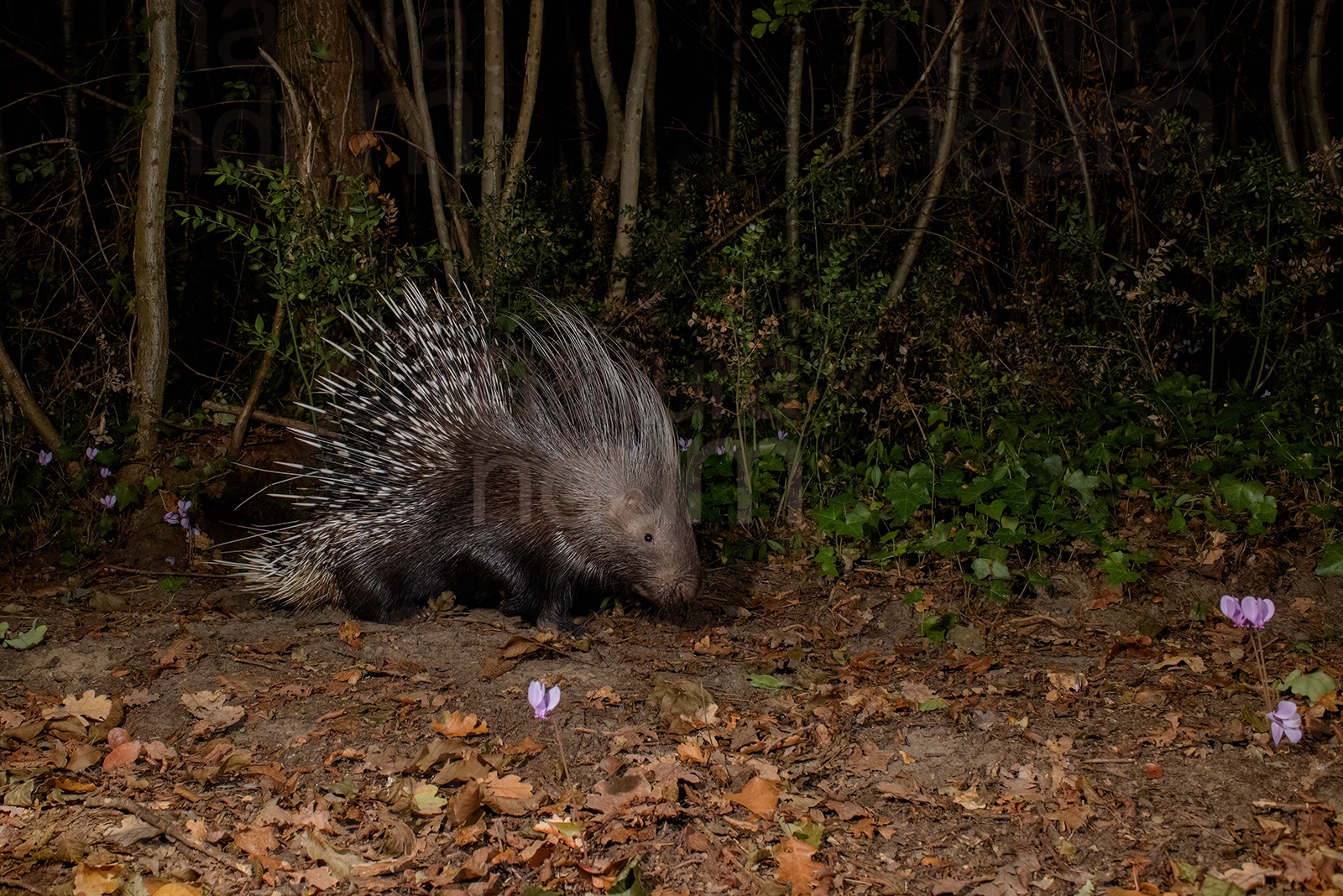 Photos of Porcupine (Hystrix cristata)