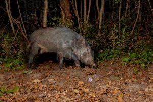 Photos of Wild boar (Sus scrofa)