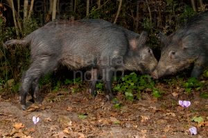 Foto di Cinghiale (Sus scrofa)