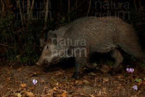 Photos of Wild boar (Sus scrofa)
