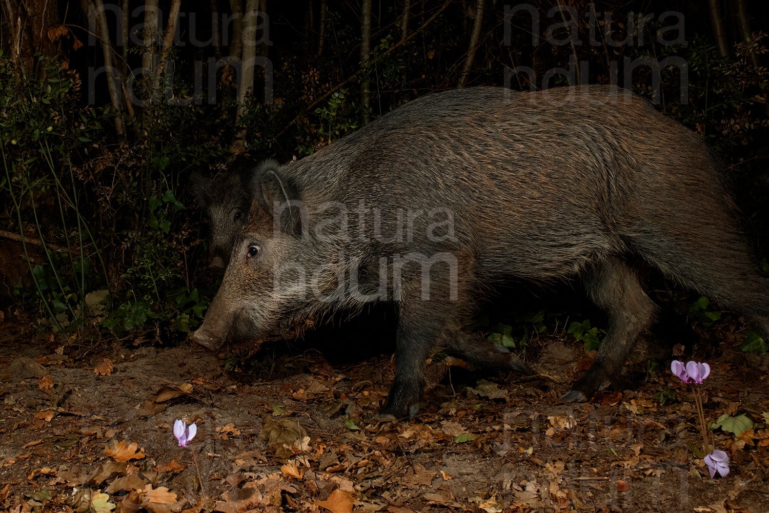 Foto di Cinghiale (Sus scrofa)