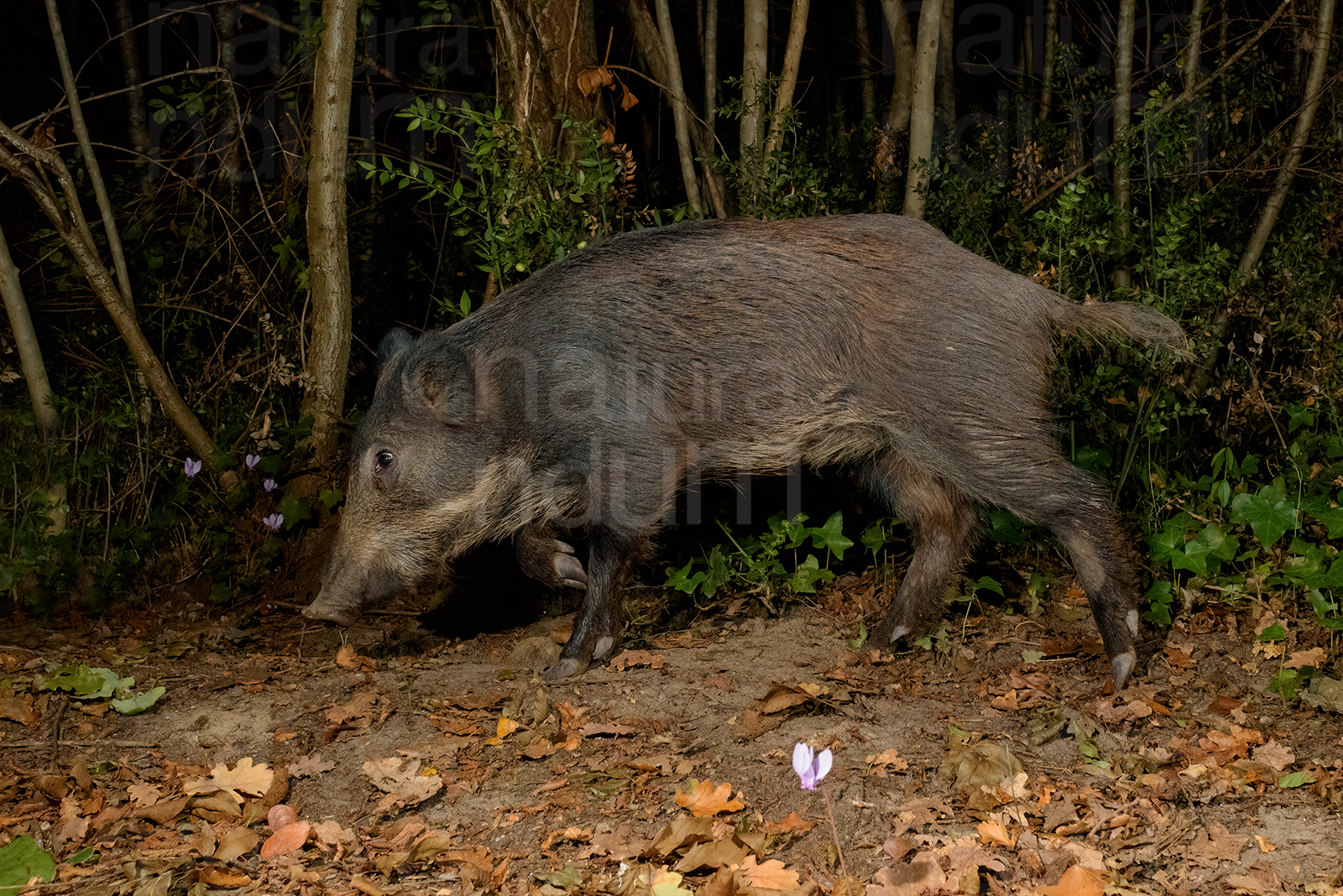 Foto di Cinghiale (Sus scrofa)