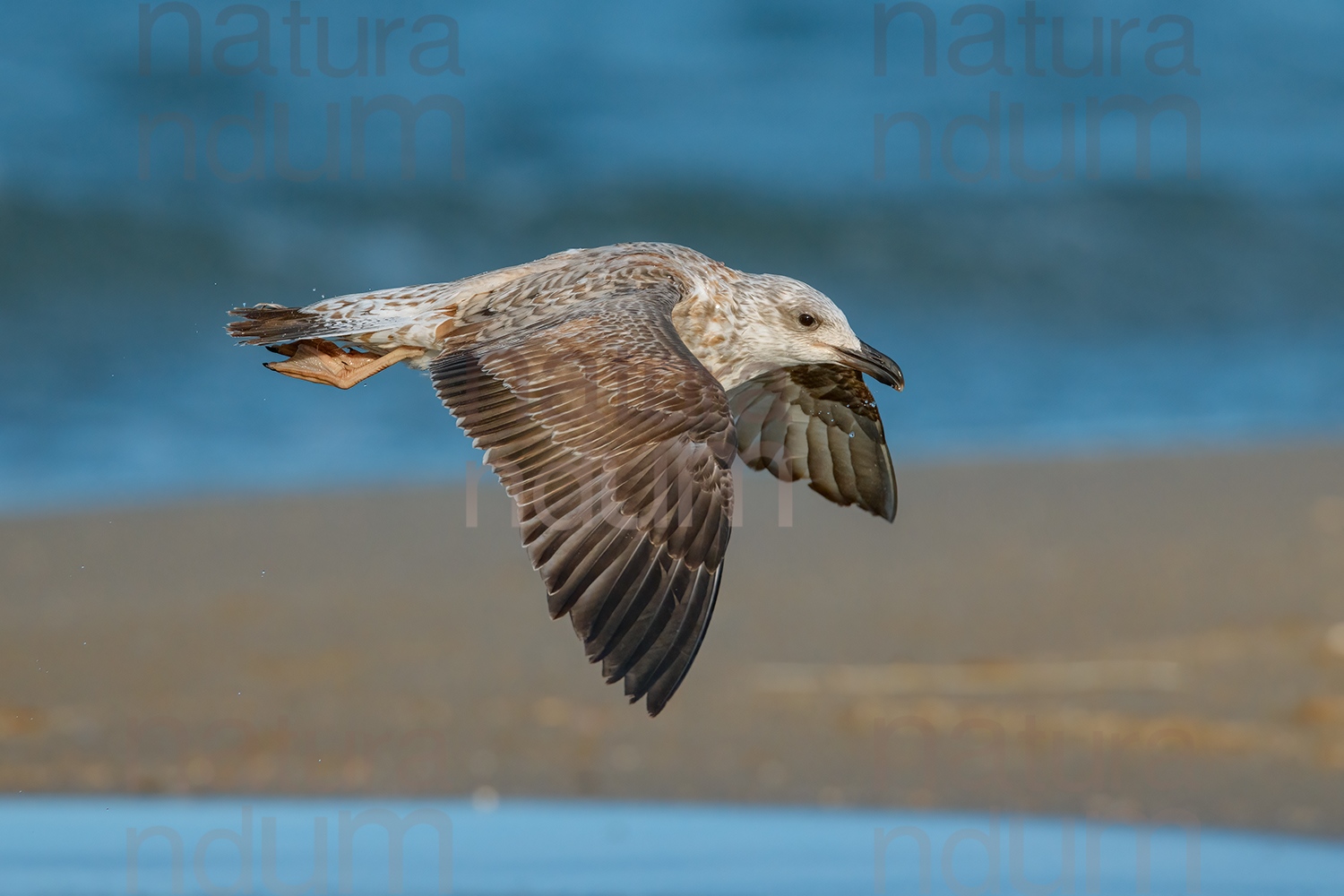 Foto di Gabbiano reale (Larus michahellis)