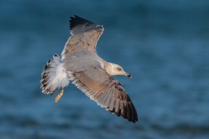 Foto di Gabbiano reale (Larus michahellis)