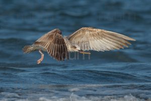 Foto di Gabbiano reale (Larus michahellis)