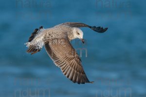 Foto di Gabbiano reale (Larus michahellis)