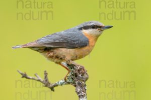 Photos of Eurasian Nuthatch (Sitta europaea)