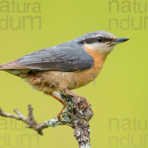 Photos of Eurasian Nuthatch (Sitta europaea)