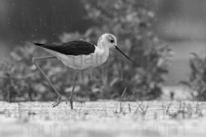 Foto di Cavaliere d'Italia (Himantopus himantopus)