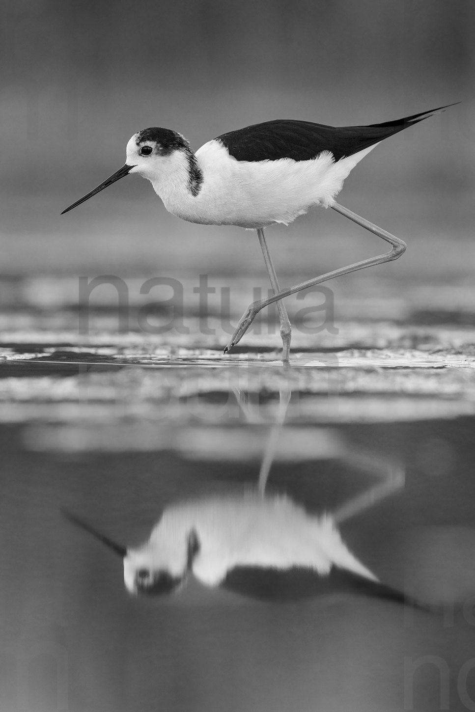 Foto di Cavaliere d'Italia (Himantopus himantopus)