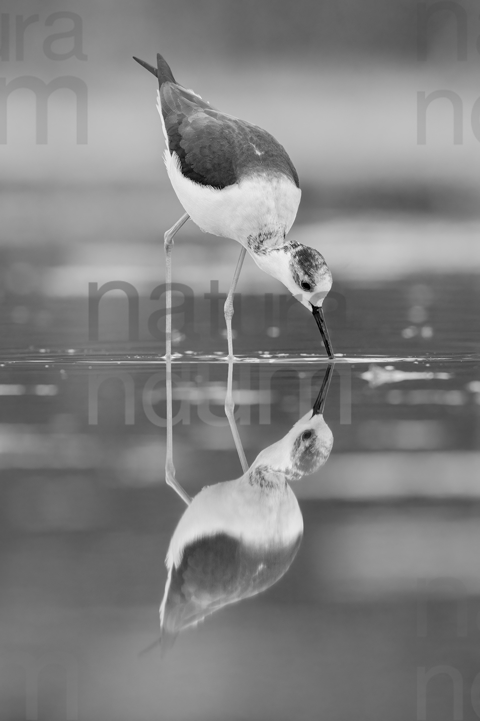 Black-winged Stilt images (Himantopus himantopus)