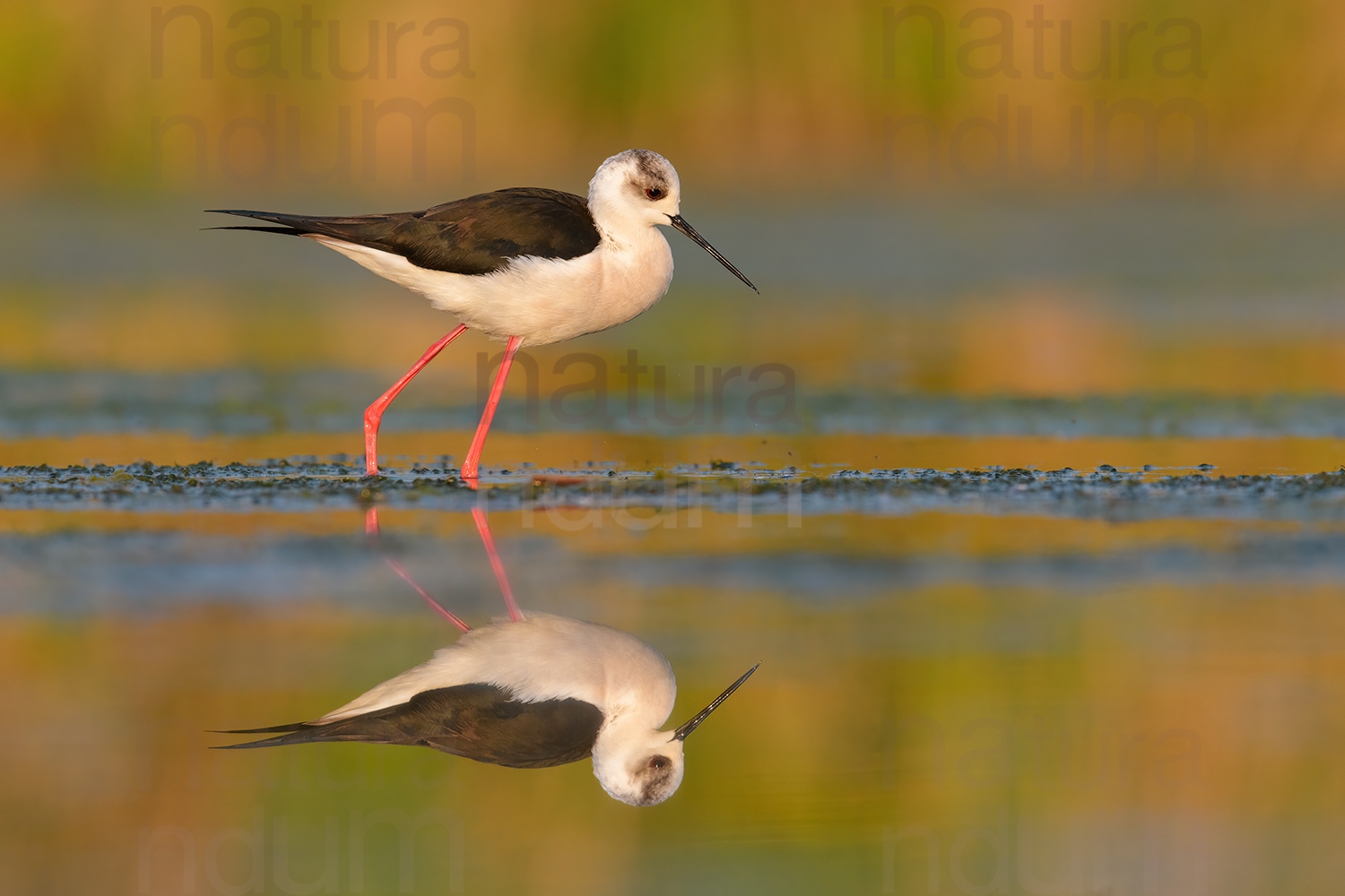 Foto di Cavaliere d'Italia (Himantopus himantopus)