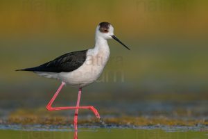 Foto di Cavaliere d'Italia (Himantopus himantopus)