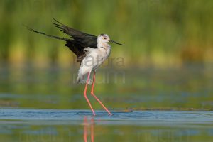 Foto di Cavaliere d'Italia (Himantopus himantopus)