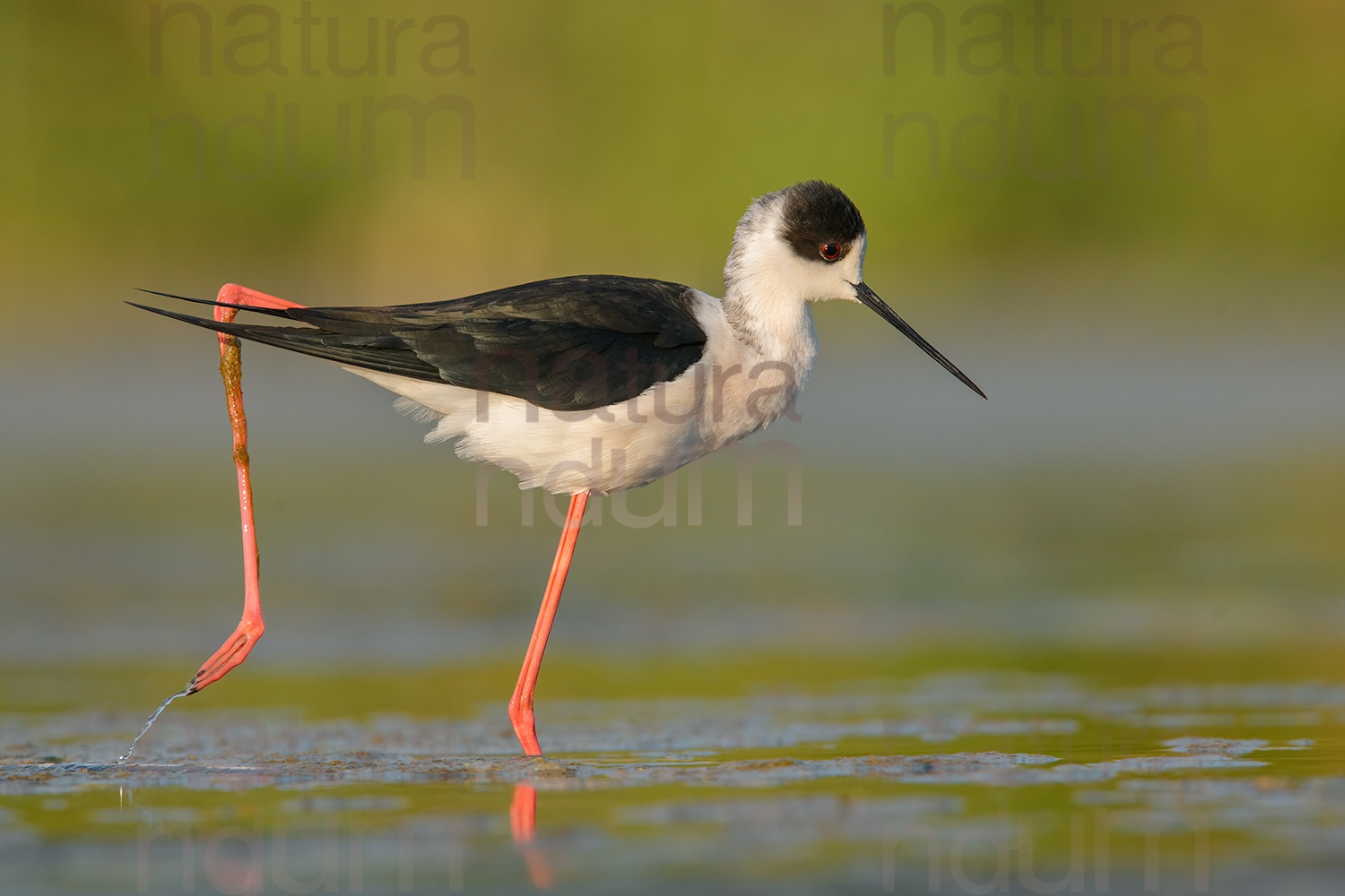 Foto di Cavaliere d'Italia (Himantopus himantopus)