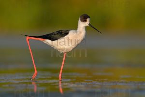 Foto di Cavaliere d'Italia (Himantopus himantopus)