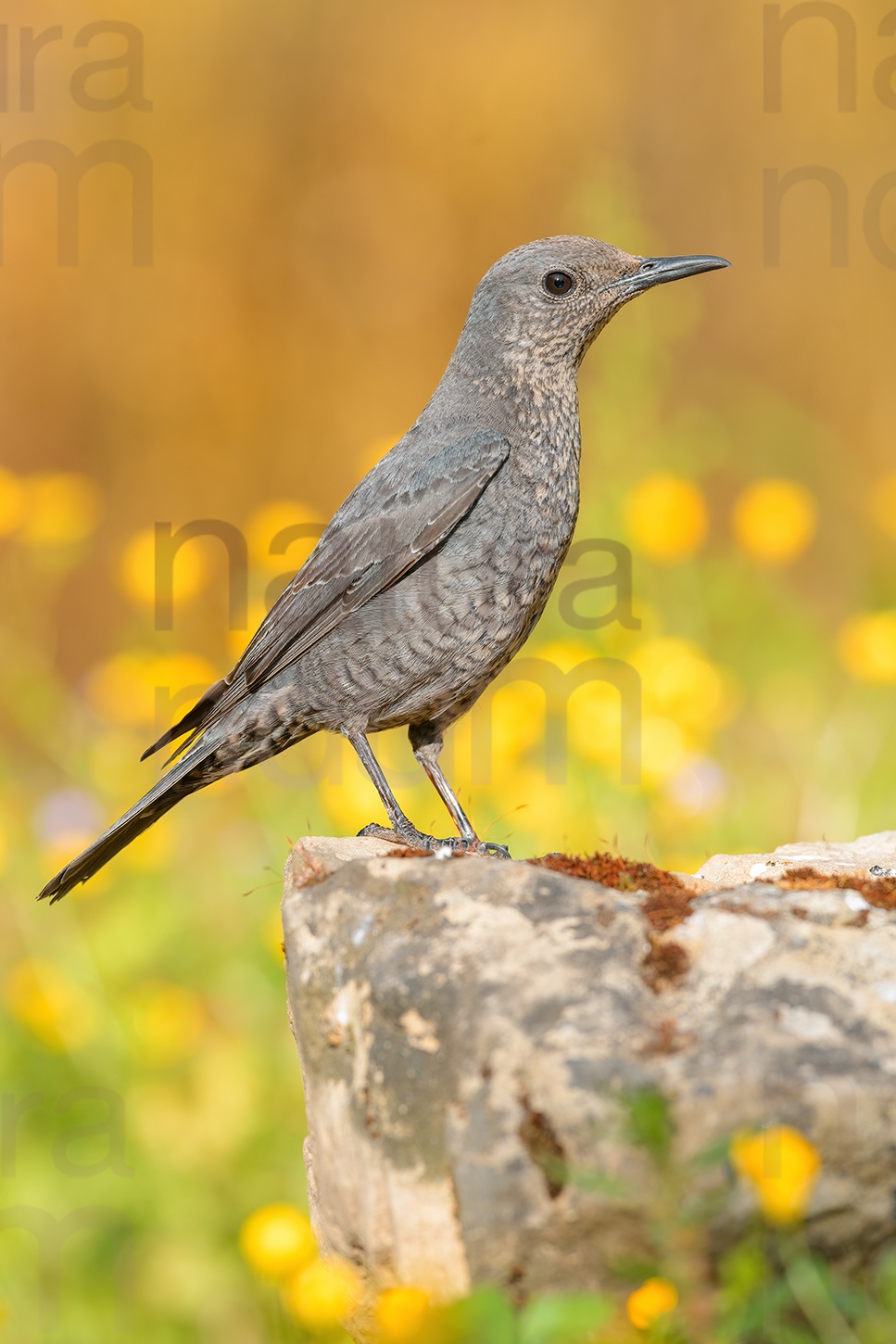 Photos of Blue Rock Thrush (Monticola solitarius)