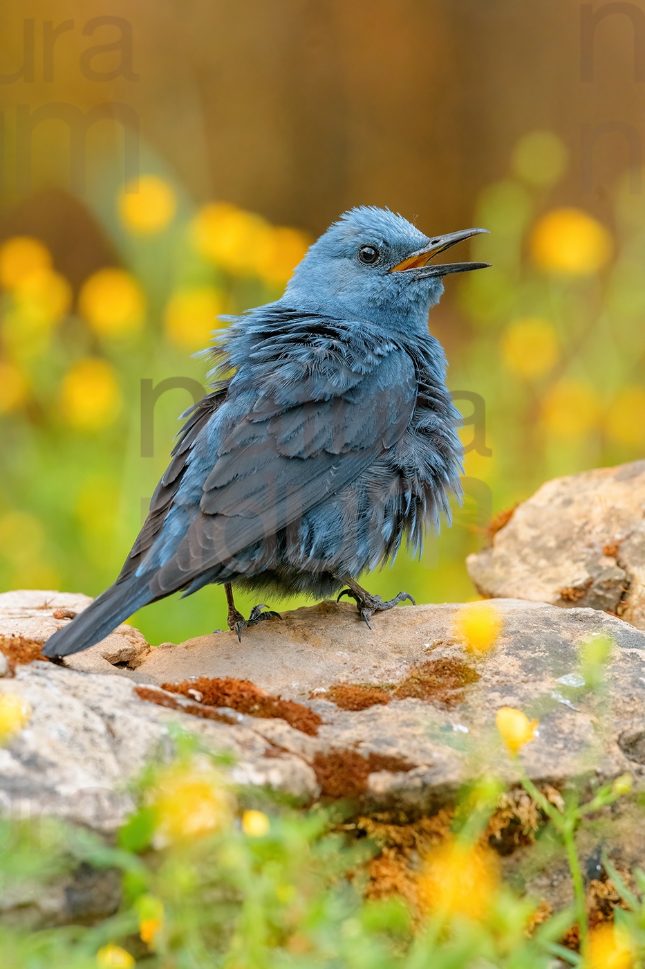 Photos of Blue Rock Thrush (Monticola solitarius)